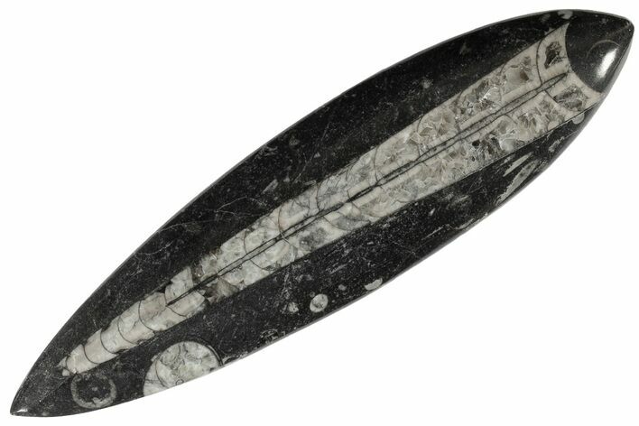 Polished Fossil Orthoceras (Cephalopod) - Morocco #182069